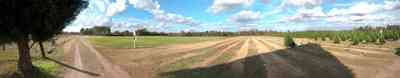 Milton:-Christmas-Tree-Farm_01a.jpg:  christmas tree, fir tree, cumulus clouds, cedar tree, row of trees, dirt road