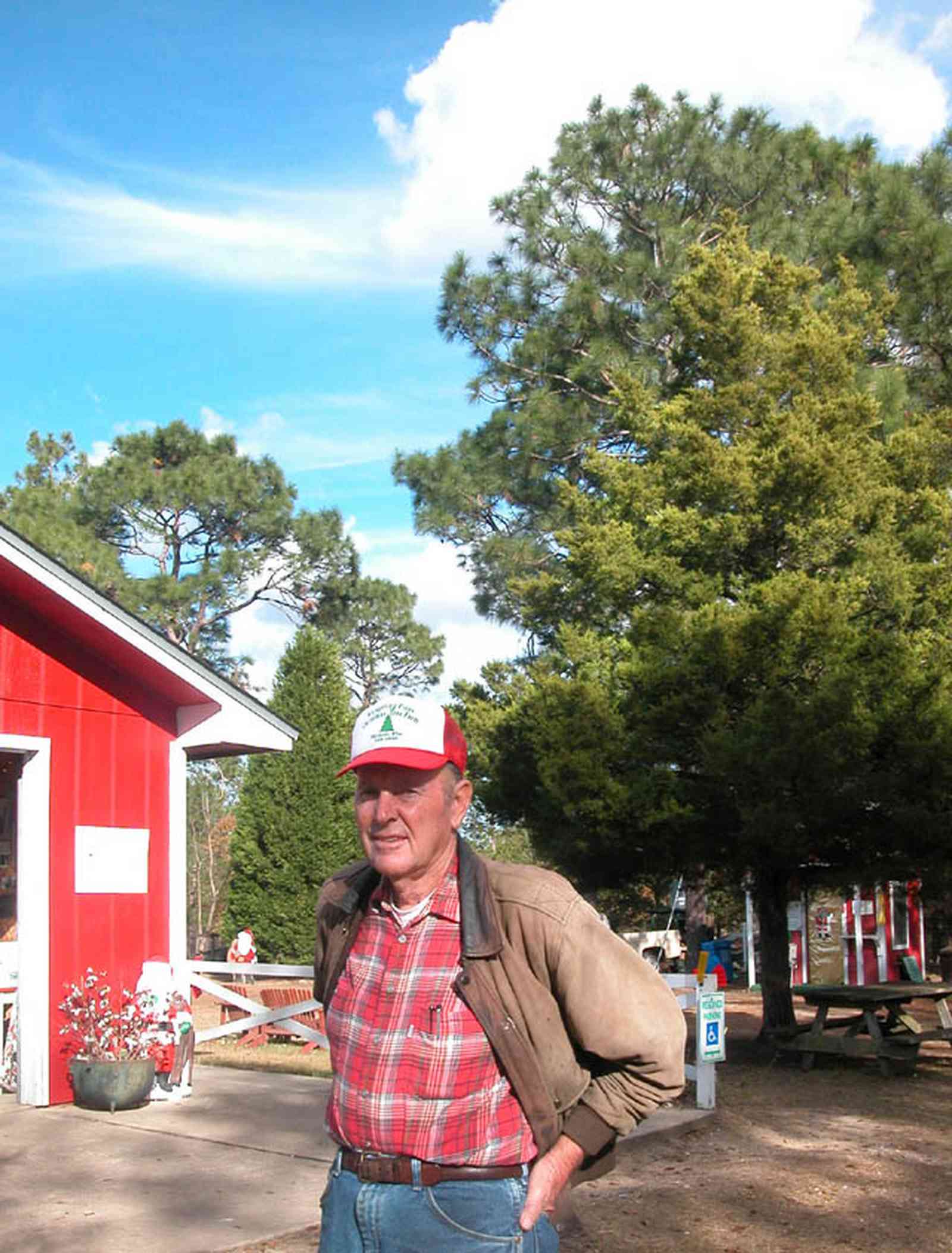 Milton:-Christmas-Tree-Farm_04.jpg:  christmas tree, fir tree, cumulus clouds, cedar tree, row of trees, dirt road