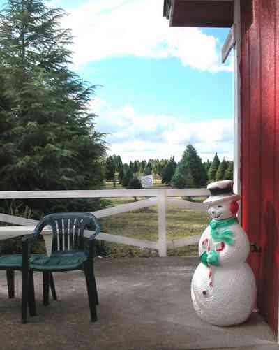 Milton:-Christmas-Tree-Farm_05.jpg:  christmas tree, fir tree, cumulus clouds, cedar tree, row of trees, dirt road