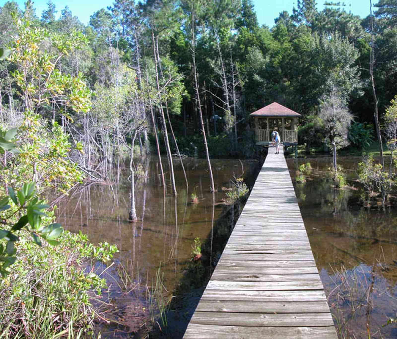 Milton:-Pond-Creek_02.jpg:  pitcher plants, cypress trees, pine trees, gazebo, marsh, creek, pond, swamp, 