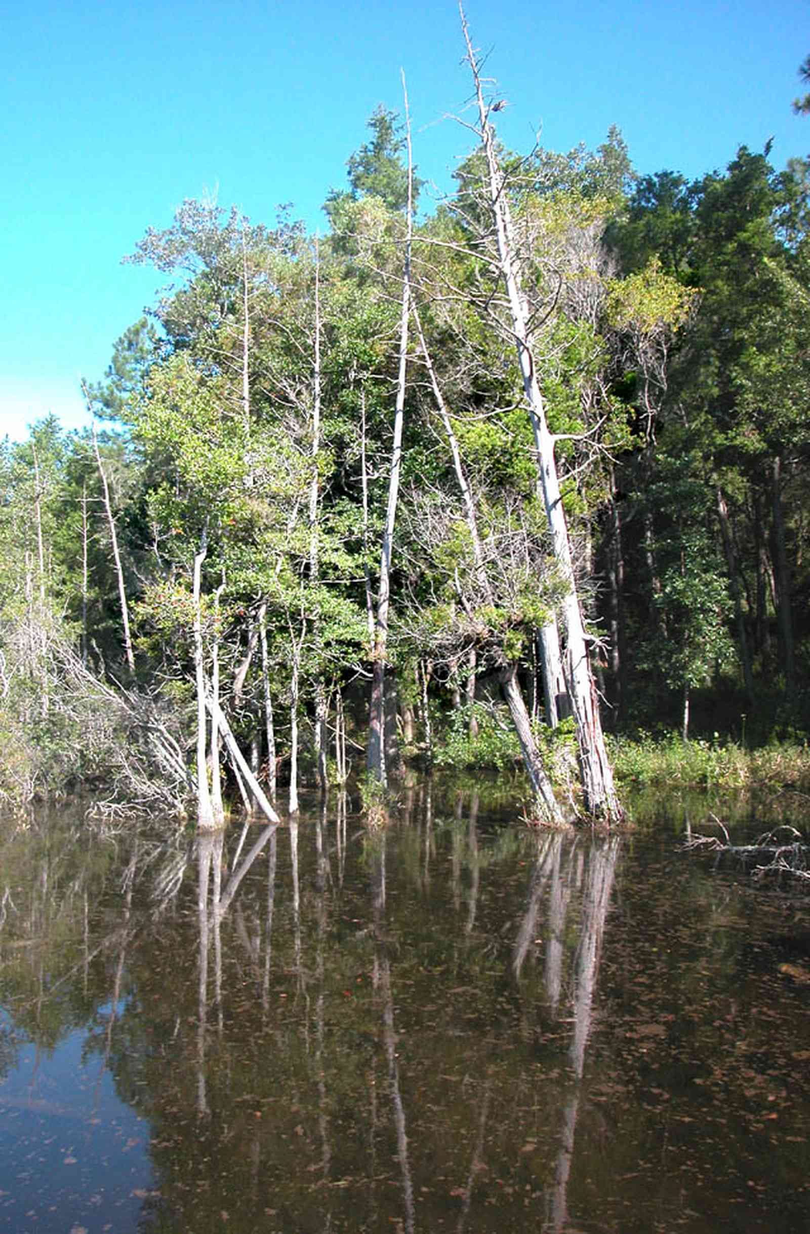 Milton:-Pond-Creek_05.jpg:  cypress trees, swamp, marsh, pine trees, park preserve, wetland, white cedar trees, pitcher plant prairie