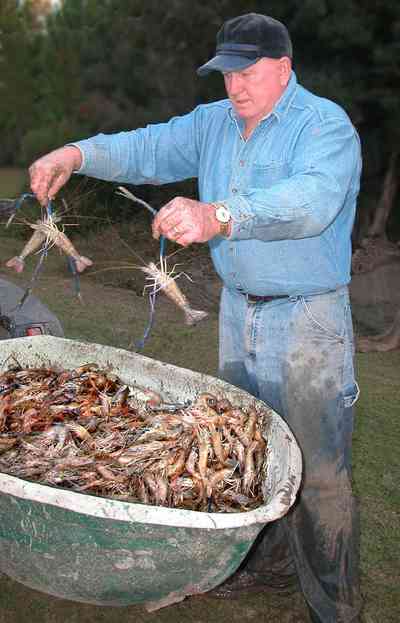 Milton:-Stewart-Farm_02.jpg:  shrimp, prawns, pond, fish farm, wheelbarrow