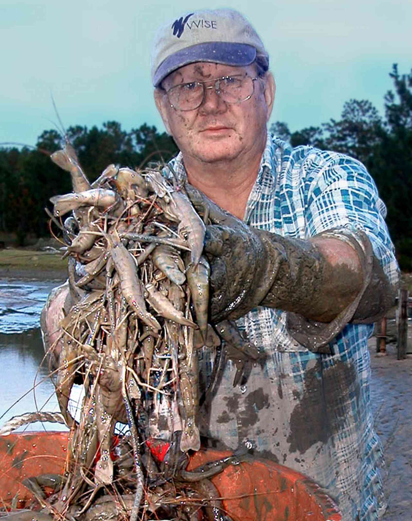 Milton:-Stewart-Farm_04a.jpg:  shrimp, prawns, harvest, shrimp farm, cast net, seine