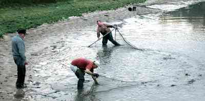Milton:-Stewart-Farm_05a.jpg:  cast net, fish farm, shrimp, prawns, lake, pond