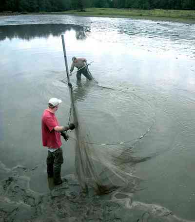 Milton:-Stewart-Farm_05c.jpg:  cast net, shrimp harvest, prawn, shrimp farm, net, lake, pond, fish farm