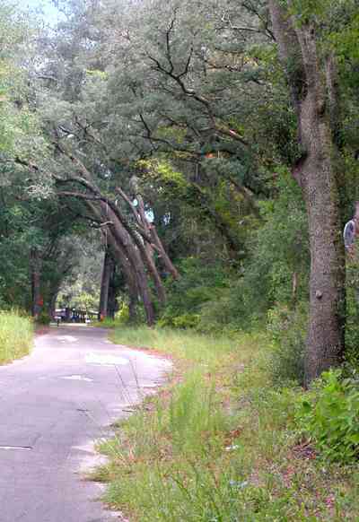Milton:-Womack-Road_06.jpg Milton:-Womack-Road_06.jpg: forest, oak trees, spanish moss, country road, two-lane road