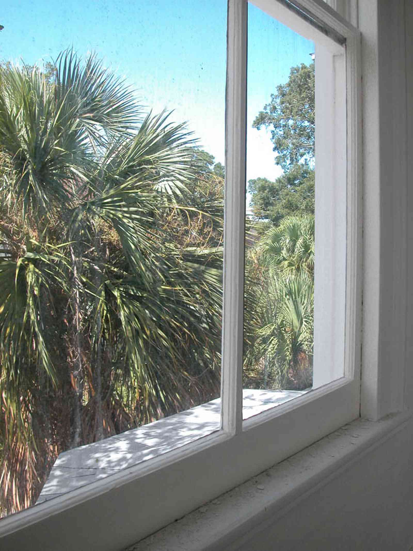 North-Hill:-200-West-Jackson-Street_34.jpg:  palm tree, casement window, upstairs, victorian home