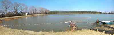 Oak-Grove:-Carpenters-Catfish-Farm_18b.jpg:  catfish pond, catfish harvest, seine, net