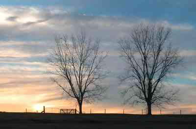 Oak-Grove:-Carpenters-Catfish-Farm_20.jpg:  decidious trees, pecan trees, sunset, catfish farm