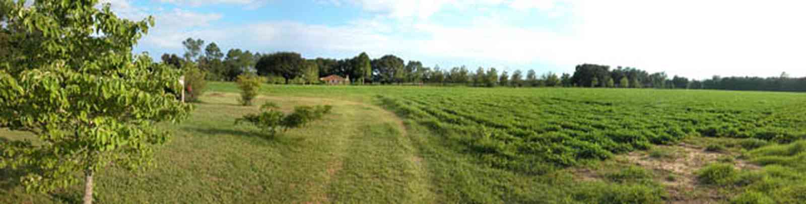 Pace:-Three-Oaks-Farm_04.jpg:  peanut farm, farmland, farmer, row crop, dogwood tree