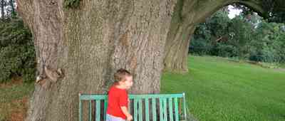 Pace:-Three-Oaks-Farm_05.jpg:  specimin oak tree, giant oak tree, bench, child, john michael roush, farm, farmland, peanut farm