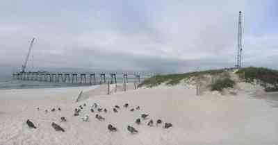 Pensacola-Beach:-Gulf-Fishing-Pier_01.jpg:  gulls, dune