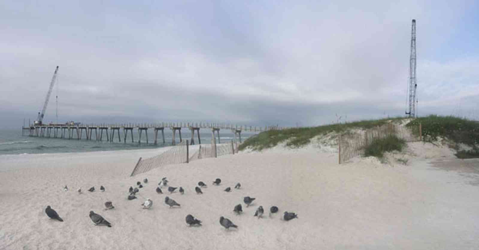 Pensacola-Beach:-Gulf-Fishing-Pier_01.jpg:  gulls, dune