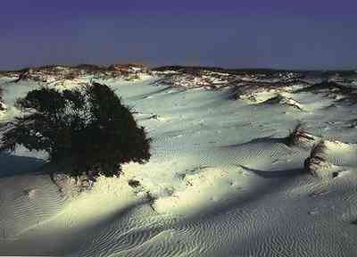 Pensacola-Beach:-Waterfront_15.jpg:  dunes, sea oats, quartz crystal sand, 