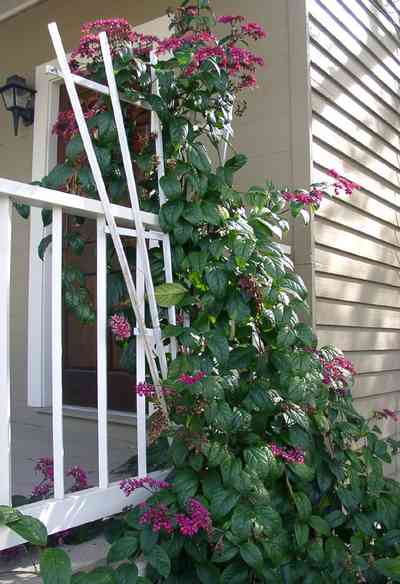 Pensacola:-Seville-Historic-District:-311-East-Intendencia-Street_05.jpg:  trellis, flowering vine, gulf coast cottage