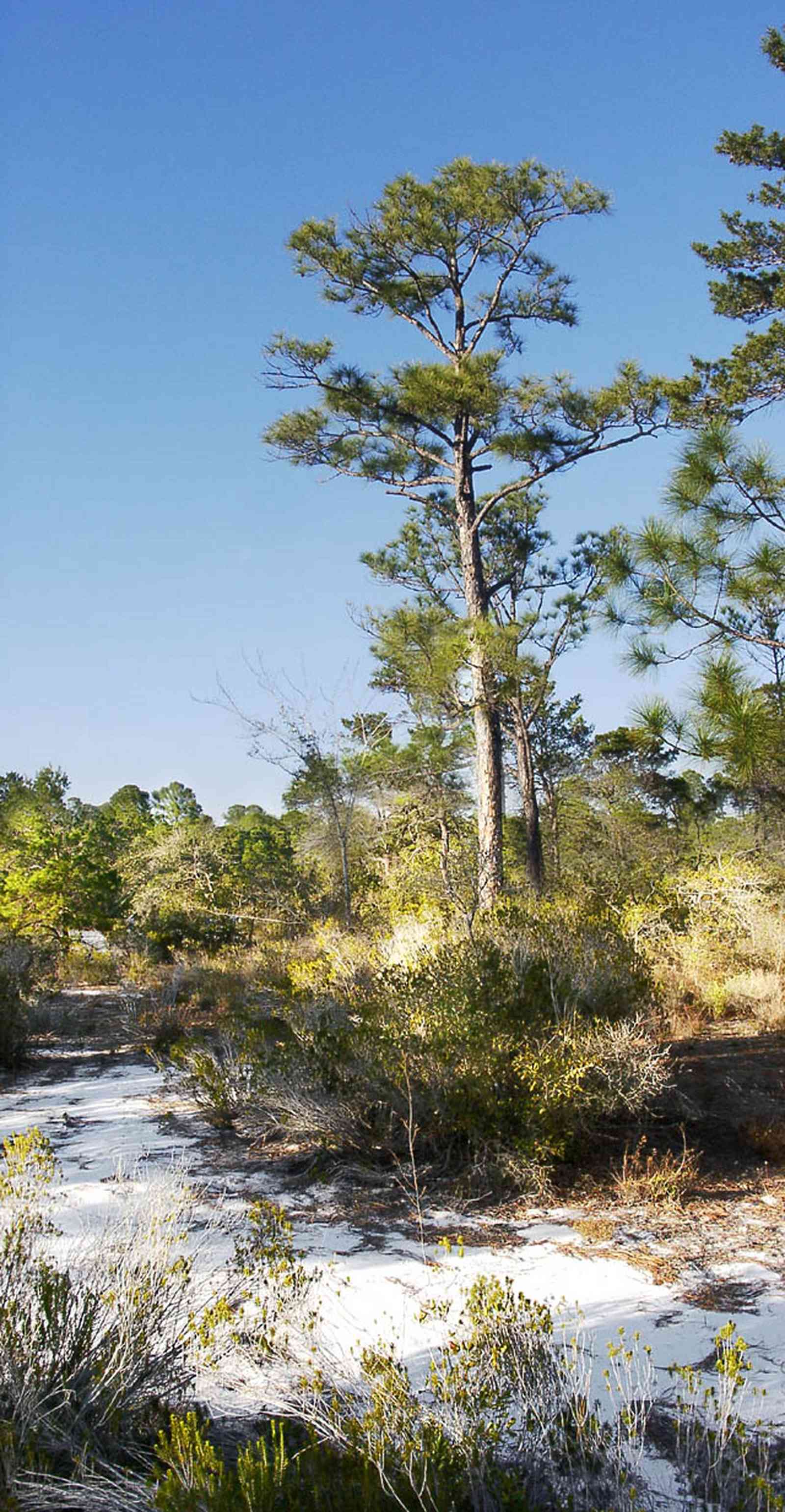 Perdido-Key:-Pine-Barrens_00b.jpg:  sand scrub pine forest, gulf coast, sand dunes, key, peninsula, florida rosemary, short-leaf pine tree
