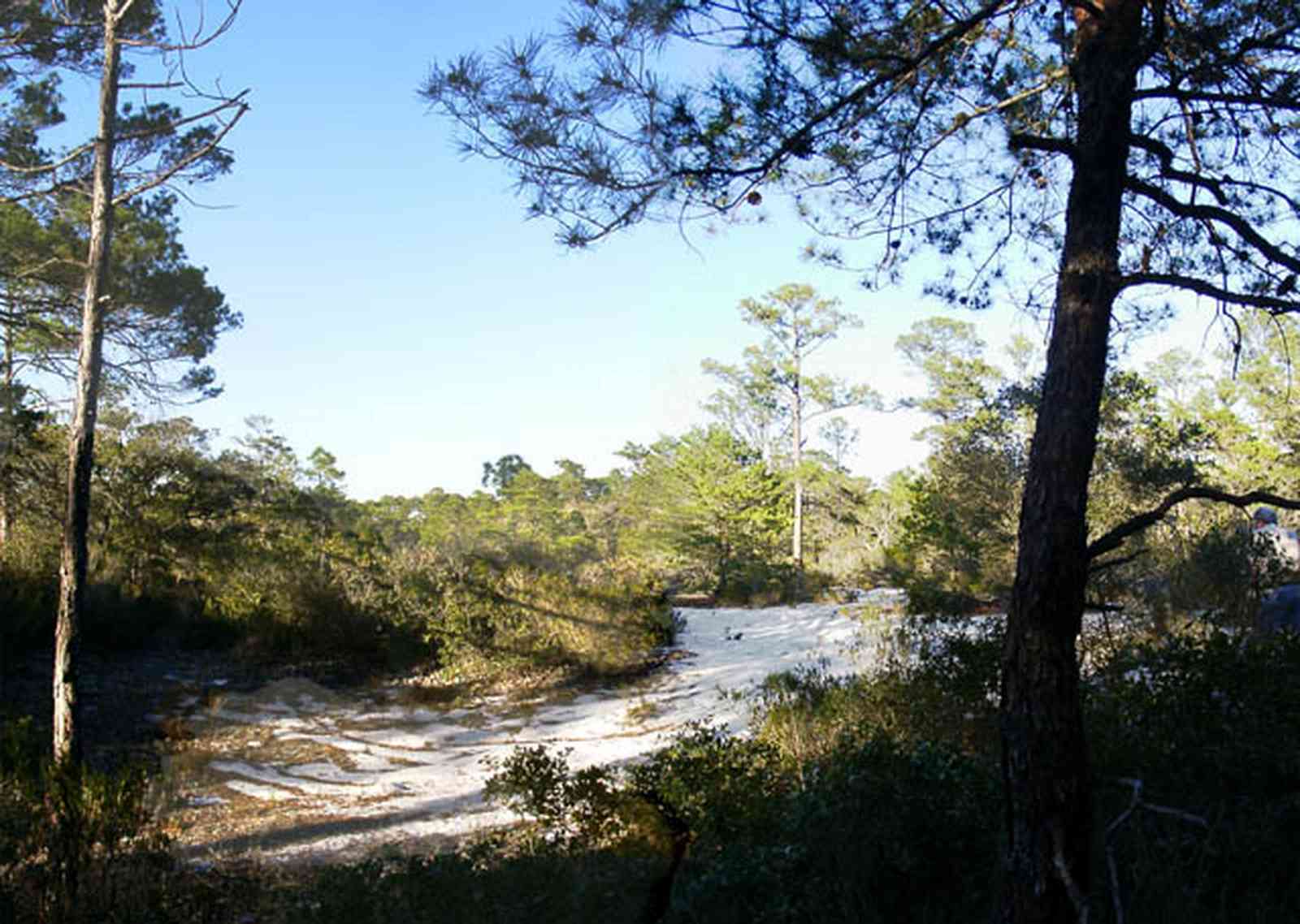 Perdido-Key:-Pine-Barrens_00c.jpg:  sand scrub pine forest, sand dunes, key, peninsula, short-leaf pine trees, xeric sandy forest