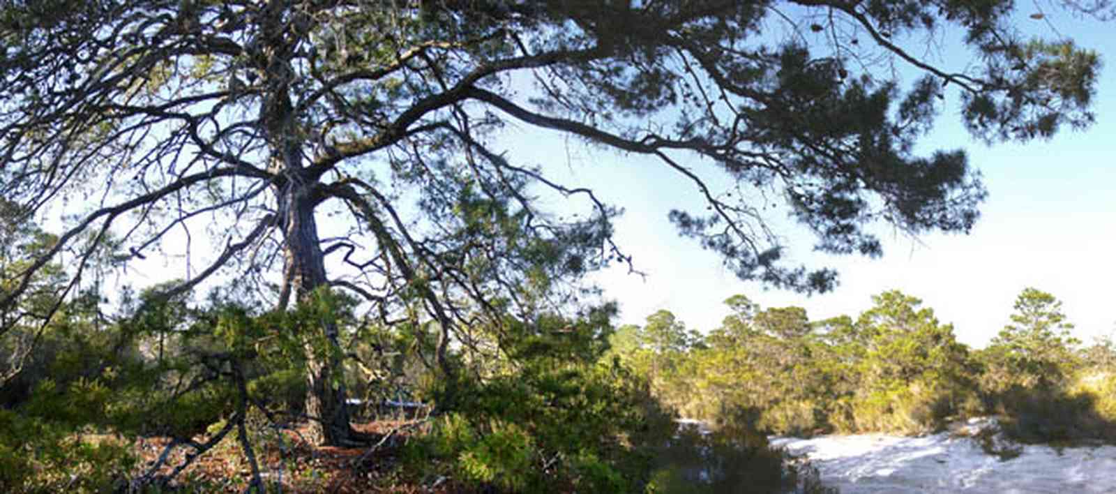 Perdido-Key:-Pine-Barrens_00d.jpg:  sand pine scrub forest, peninsula, sand dune, florida rosemary, gulf coast, perdido key, escambia county