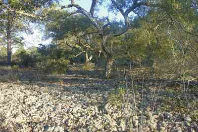 Perdido-Key:-Pine-Barrens_02.jpg:  scrub pine forest, lichen, myrtle oak