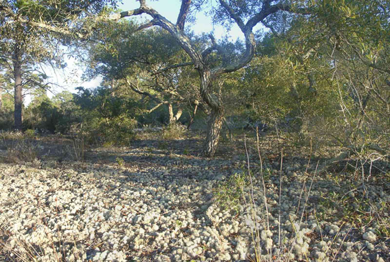 Perdido-Key:-Pine-Barrens_02.jpg:  scrub pine forest, lichen, myrtle oak