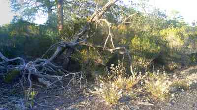 Perdido-Key:-Pine-Barrens_04.jpg:  scrub pine, sand scrub forest, open coastal wood