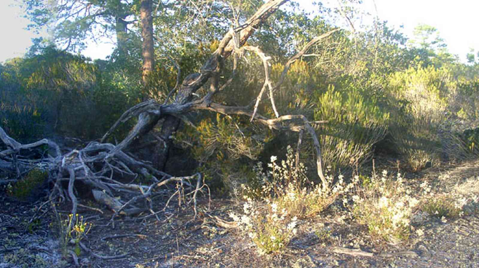 Perdido-Key:-Pine-Barrens_04.jpg:  scrub pine, sand scrub forest, open coastal wood