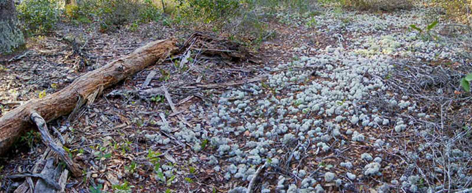 Perdido-Key:-Pine-Barrens_09.jpg:  gulf coast, lichens, moss, pine stump, scrub pine forest, sand dune