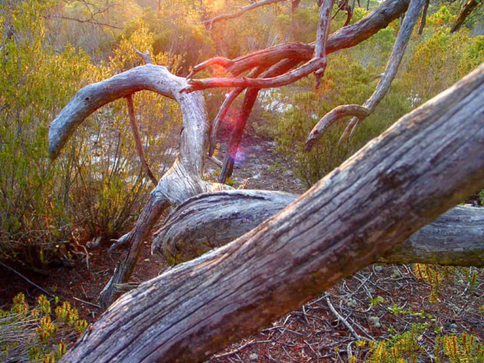 Perdido-Key:-Pine-Barrens_22.jpg:  sand scrub pine forest, gulf coast, pine stump, florida rosemary, sand pine scrub forest, open canopy forest