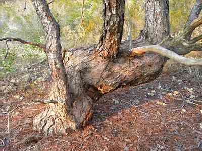 Perdido-Key:-Pine-Barrens_23.jpg:  scrub pine tree, sand pine scrub forest, perdido key, open canopy forest