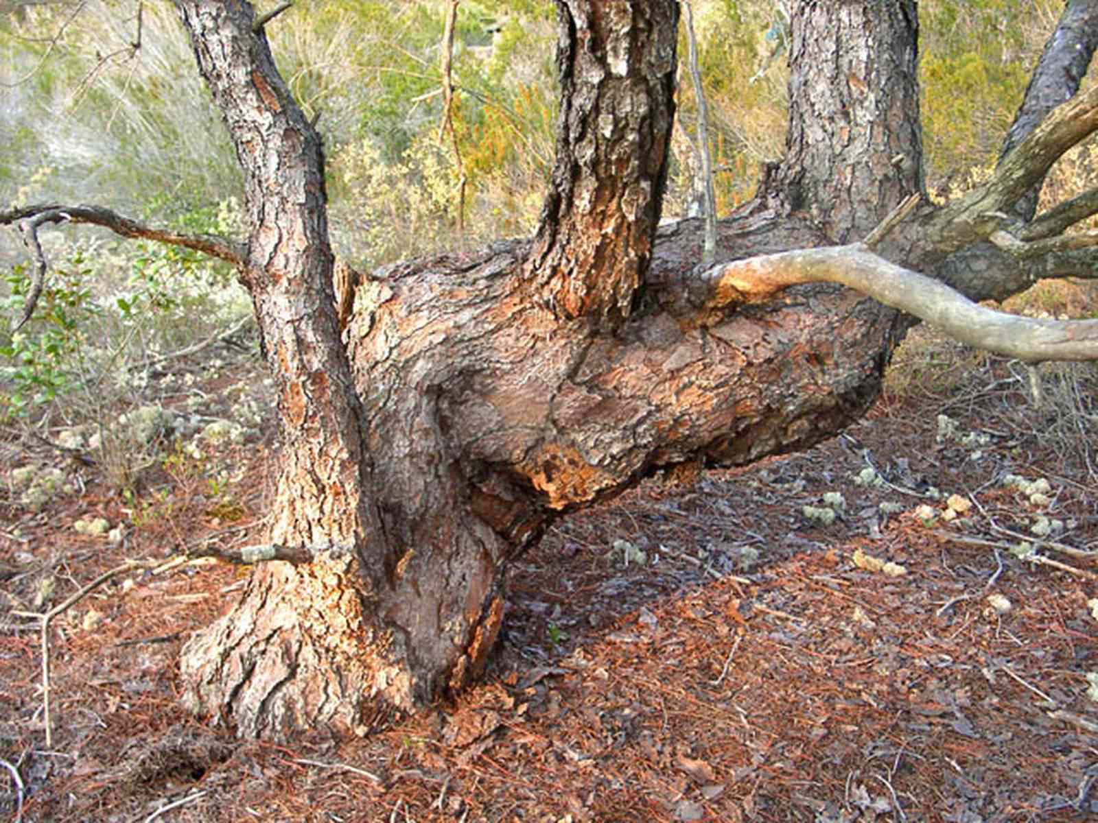 Perdido-Key:-Pine-Barrens_23.jpg:  scrub pine tree, sand pine scrub forest, perdido key, open canopy forest