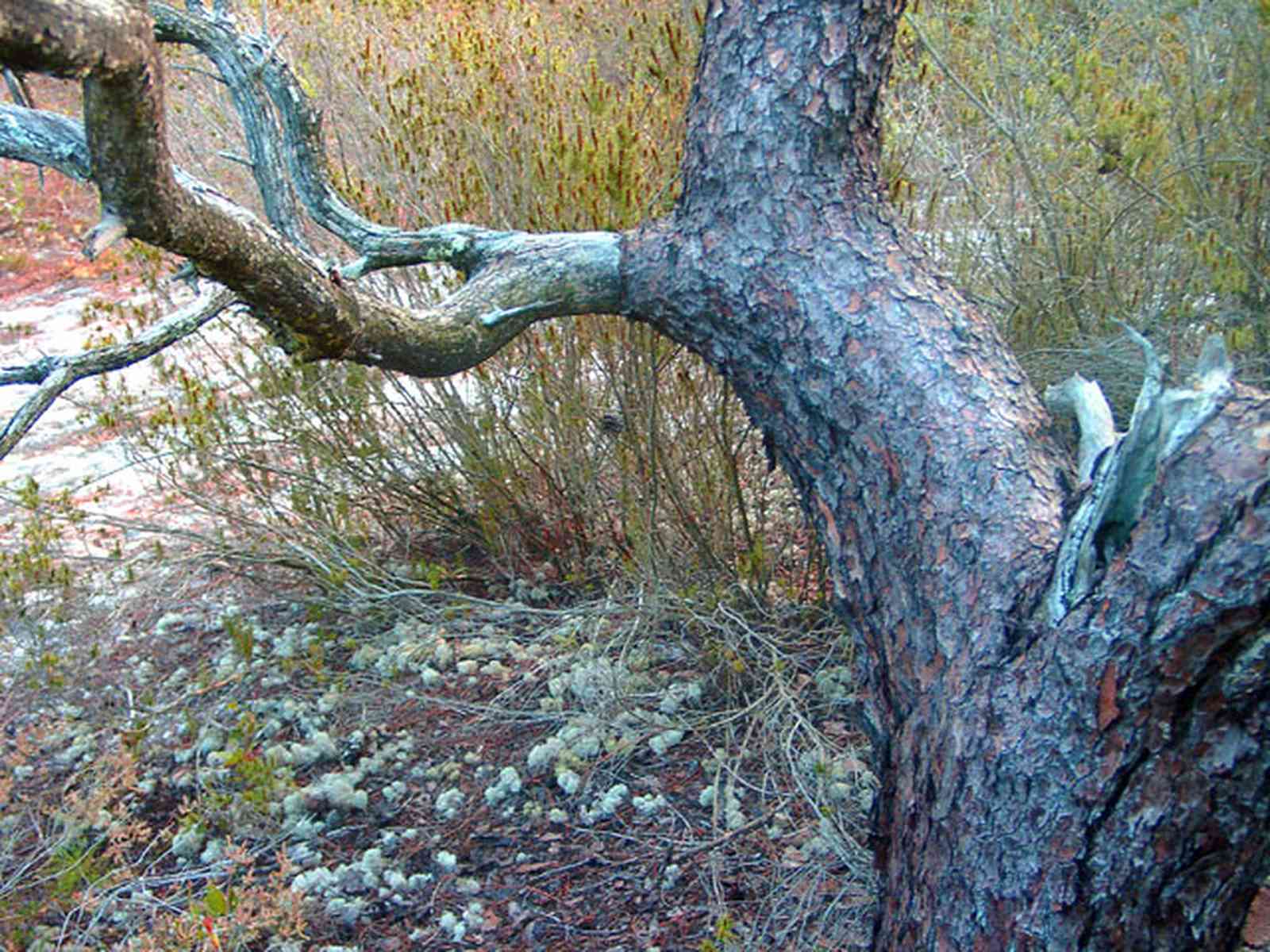Perdido-Key:-Pine-Barrens_24.jpg:  sand scrub pine tree, sand pine scrub forest, open canopy forest, perdido key, gulf coast, sand dune