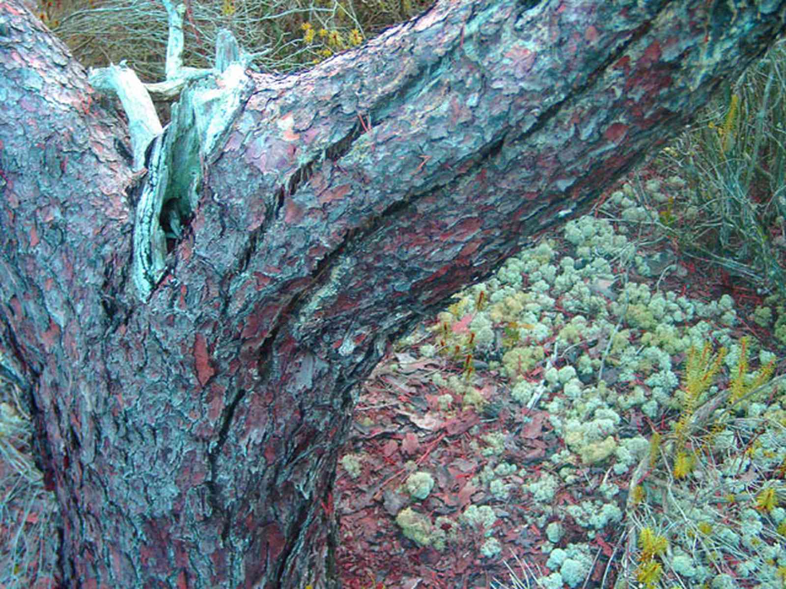 Perdido-Key:-Pine-Barrens_25.jpg:  lichen, gulf coast, florida rosemary, sand pine scrub forest, open canopy forest, perdido key, barrier island