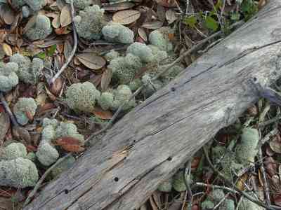Perdido-Key:-Pine-Barrens_26.jpg:  fungi, lichen, pine branch, open canopy forest, sand pine scrub forest, perdido key