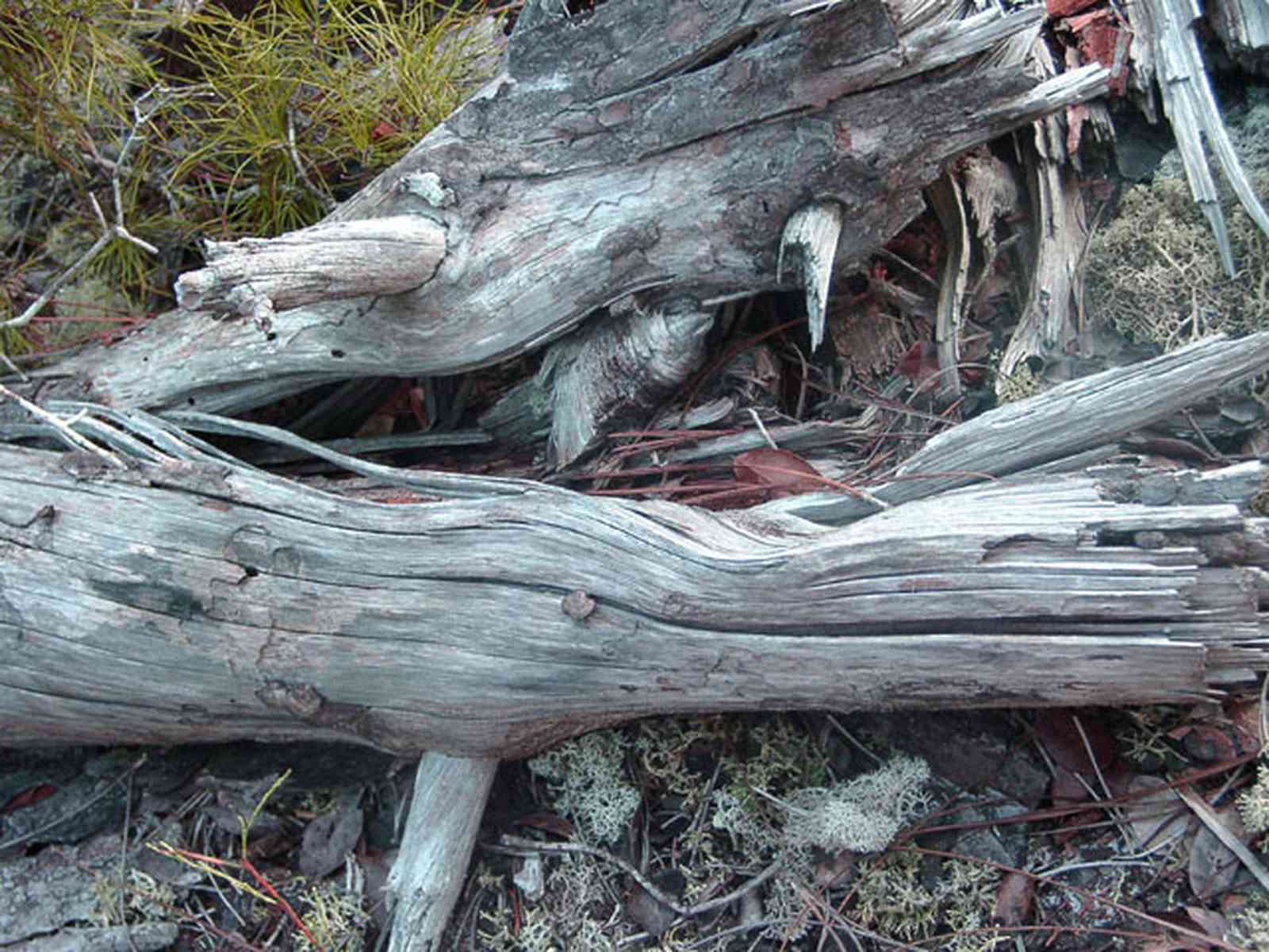 Perdido-Key:-Pine-Barrens_27.jpg:  lichens, pine branches, stumps, wood, scrub pine forest, sand pine scrub