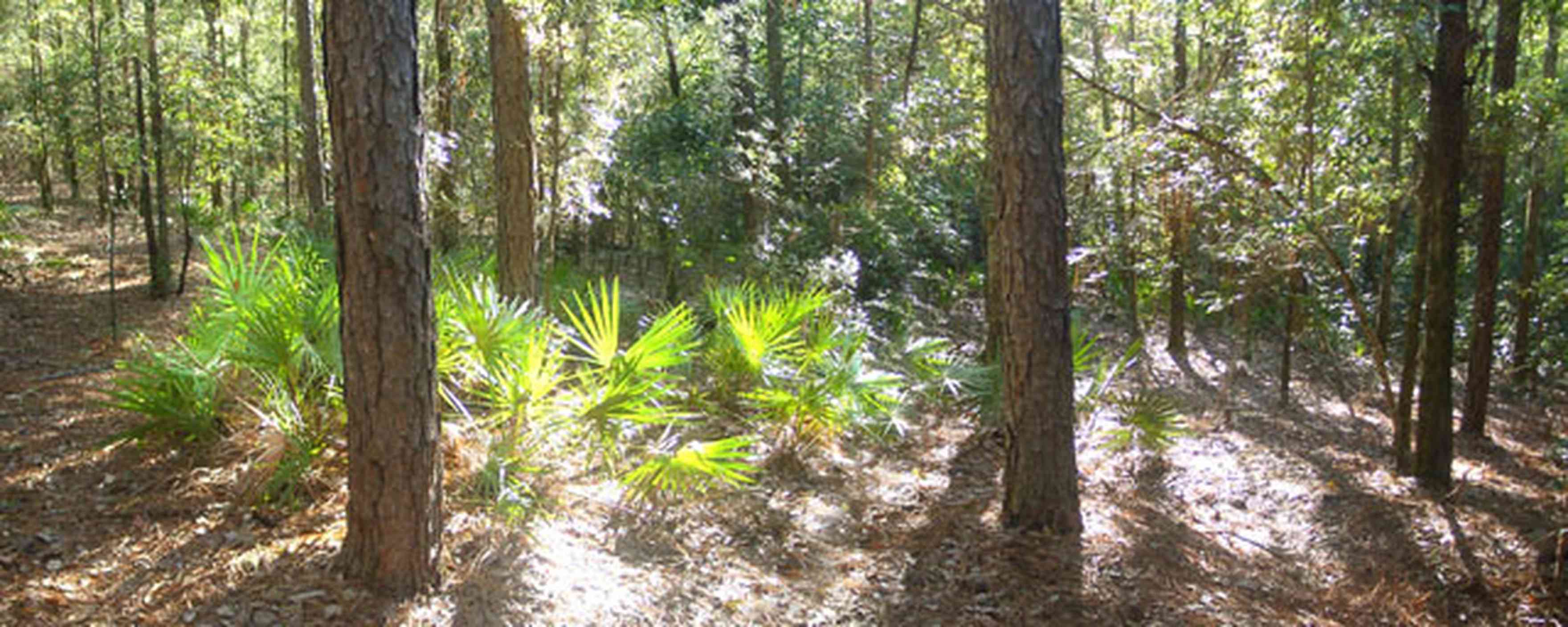 Perdido-Key:-Riverwalk_02.jpg:  saw palmetto, pine trees, forest, scrub oaks, interpretive trail, boardwalks, perdido river