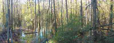 Perdido-Key:-Riverwalk_05.jpg:  swamp, boardwalk, cypress trees, bog