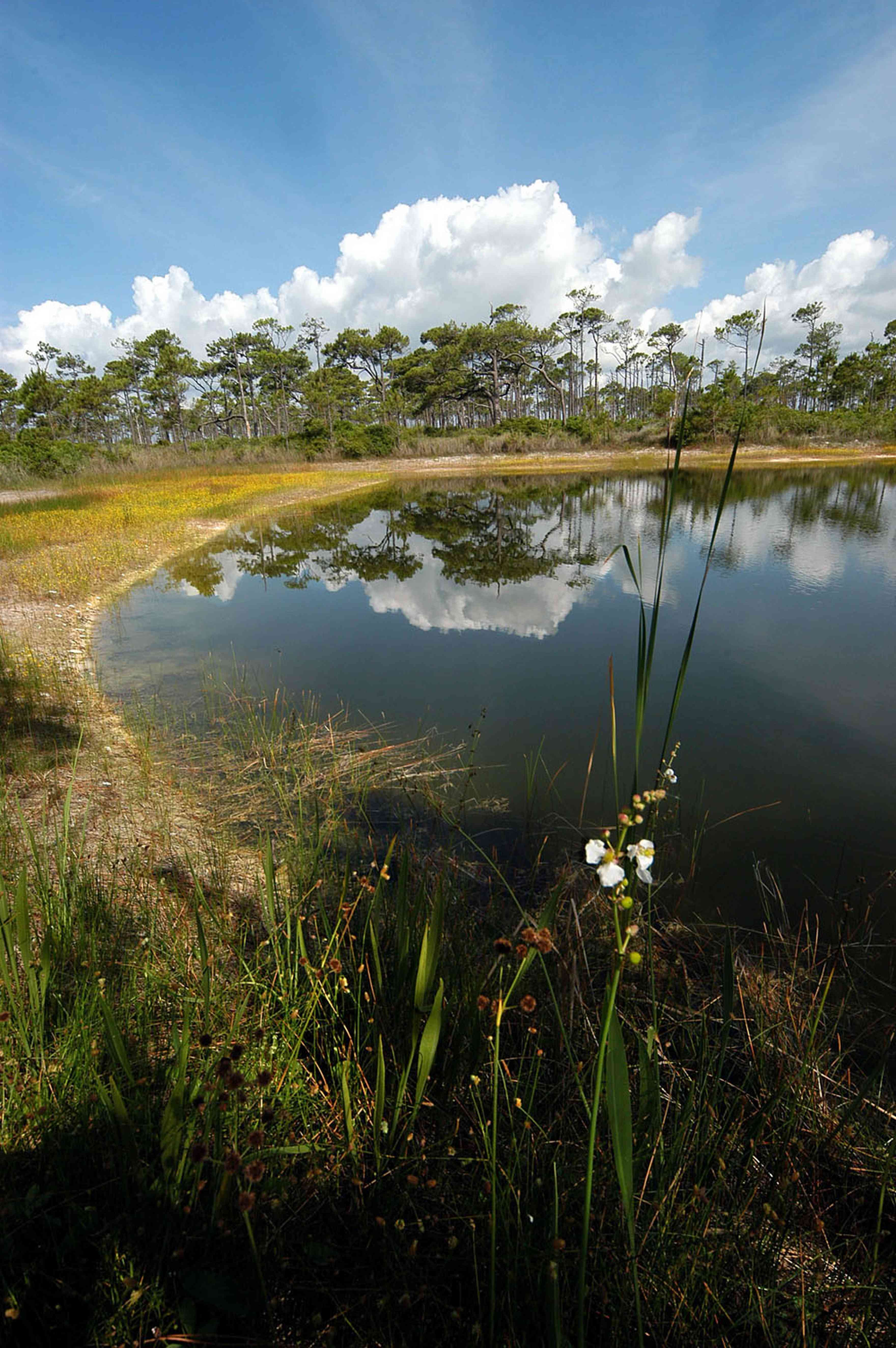 lake_01+WEB.jpg:  brackish, sand pine, barrier island, scrub, lake, turtle grass, shoal grass, 