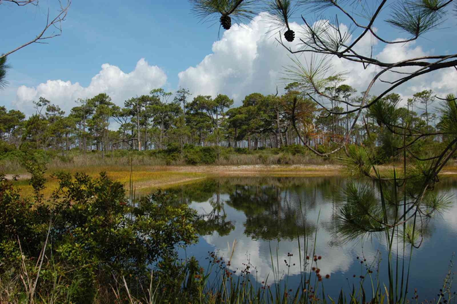 lake_02+web.jpg:  grass frog, southeren chorus frgo, spring peeper, southern cricket frog, southern black racer, cottonmouth, yellow rat snake, bog buttons, 