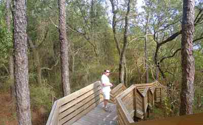 Scenic-Highway:-Bay-Bluffs-Park_02.jpg Scenic-Highway:-Bay-Bluffs-Park_02.jpg: walkway, deck, pine trees, tom roush