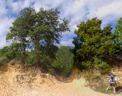 Scenic-Highway:-Bay-Bluffs-Park_05.jpg Scenic-Highway:-Bay-Bluffs-Park_05.jpg: clay bluffs, oak tree, cedar tree, sandy beach, escambia bay