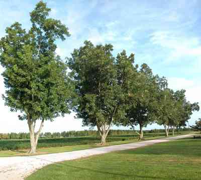Walnut-Hill:-4821-Morgan-Road_01.jpg:  pecan trees, country road, cotton field, farmer, cultivation