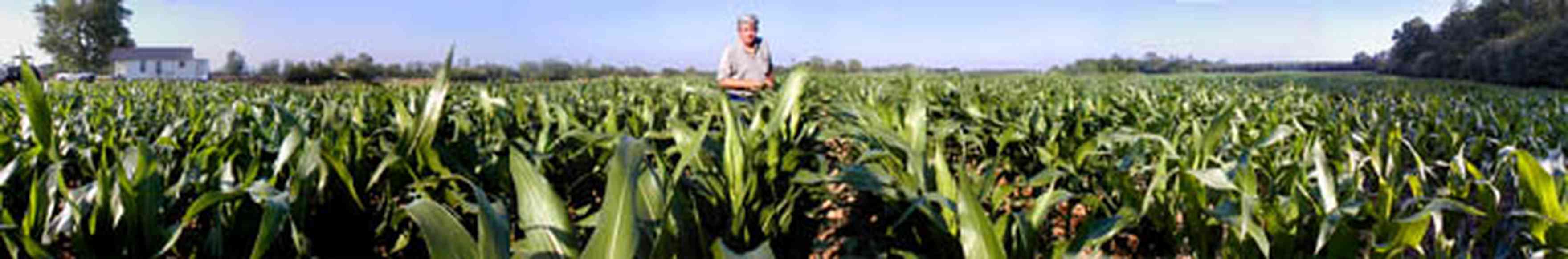 Walnut-Hill:-Brett-Ward-Farm_01.jpg:  corn field, farm, walnut hill, escambia county