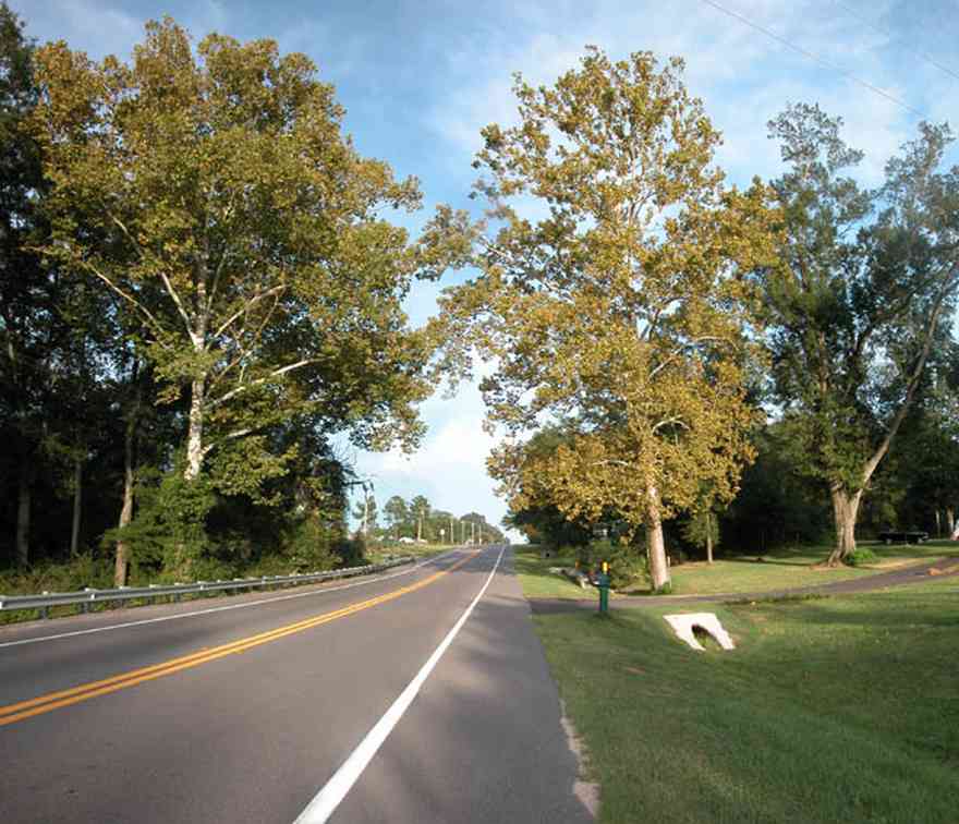 Walnut-Hill:-Hwy-97-Sycamore-Trees_01.jpg:  sycamore trees, country road, farmland, farm, kansas, iowa, midwest