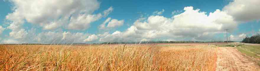 Walnut-Hill-97A-Wheat-Field_02+WEB.jpg:  winter wheat, forage, cover crop, harvest, grain, cereal, 