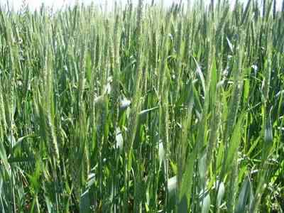 Walnut-Hill:-Kansas-Road-Wheat_01.jpg Walnut-Hill:-Kansas-Road-Wheat_01.jpg: wheat, farm, farms, walnut hill, march, grains, rural, mennonite