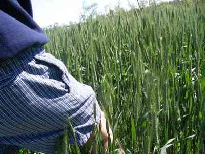 Walnut-Hill:-Kansas-Road-Wheat_02.jpg Walnut-Hill:-Kansas-Road-Wheat_02.jpg: wheat, farm, farms, walnut hill, march, grains, rural, mennonite