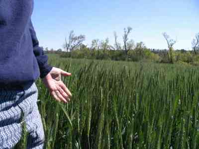 Walnut-Hill:-Kansas-Road-Wheat_05.jpg Walnut-Hill:-Kansas-Road-Wheat_05.jpg: wheat, farm, farms, walnut hill, march, grains, rural, mennonite