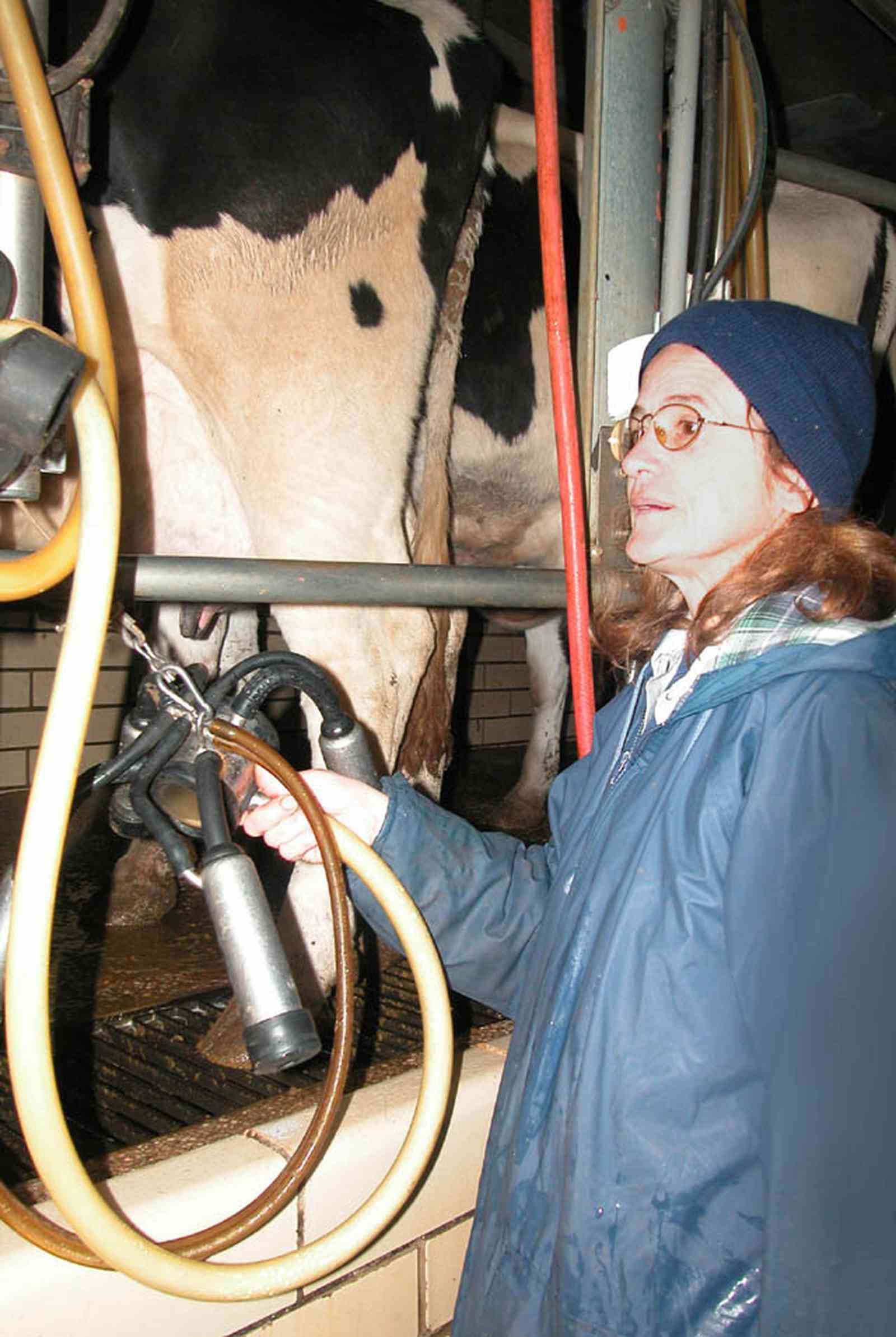 Walnut-Hill:-VanPelt-Farm_12.jpg:  dairy farm, heifer barn, milking barn, corral, fence, farmer, holstein cows, udder, milking machine, suction, farmland