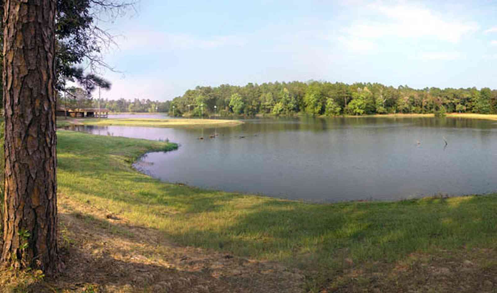 Walnut-Hill:-Wiggins-Lake_02.jpg:  pine tree, lake, spillway, grove of trees, martin houses