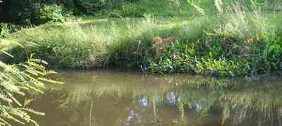 Warrington:-Maggies-Ditch_02.jpg:  creek, pond, wildlife refugee